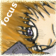 Focus