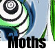 Moths