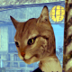 Tails of the Khajiit